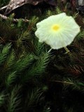 Leucocoprinus fragilissimus image