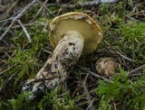 Suillus caerulescens image
