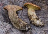 Suillus caerulescens image