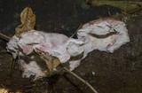 Leptoporus mollis image
