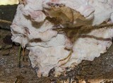 Leptoporus mollis image