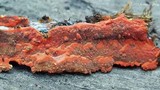 Phlebia coccineofulva image