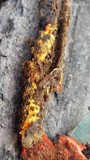 Phlebia coccineofulva image