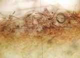 Harrya chromapes image