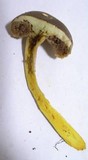 Harrya chromapes image