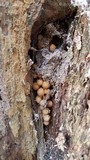 Pholiota squarrosoides image