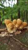 Pholiota squarrosoides image