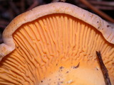 Cantharellus roseocanus image