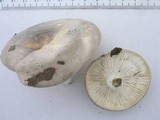 Russula cyanoxantha image