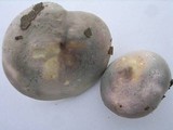 Russula cyanoxantha image