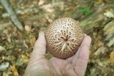 Sarcodon scabrosus image