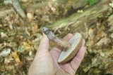Sarcodon scabrosus image