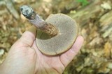 Sarcodon scabrosus image