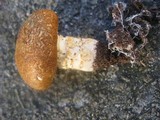 Stropharia kauffmanii image