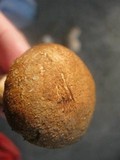 Stropharia kauffmanii image