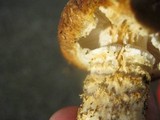 Stropharia kauffmanii image