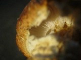 Stropharia kauffmanii image