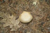 Boletus pallidus image