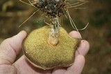Boletus pallidus image