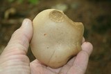 Boletus pallidus image