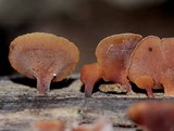Dacryopinax elegans image