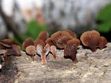 Dacryopinax elegans image