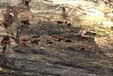 Dacryopinax elegans image