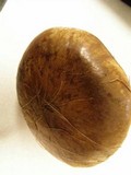 Paragyrodon sphaerosporus image