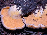 Cantharellus roseocanus image
