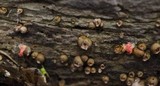 Lycogala epidendrum image