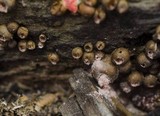 Lycogala epidendrum image