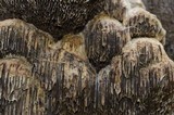 Coriolopsis gallica image