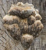 Coriolopsis gallica image
