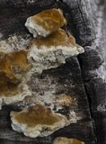 Coriolopsis gallica image