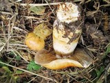Cortinarius triumphans image
