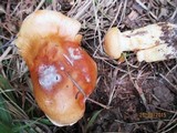 Cortinarius triumphans image