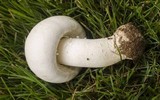Agaricus arvensis image