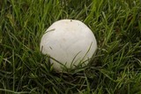Agaricus arvensis image