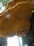 Inonotus hispidus image