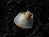 Lactifluus hygrophoroides image