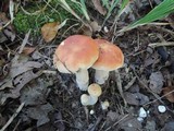 Boletus chippewaensis image