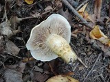 Cortinarius triumphans image