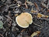 Cortinarius triumphans image