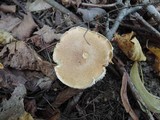 Cortinarius triumphans image