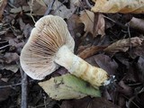 Cortinarius triumphans image