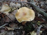 Cortinarius triumphans image