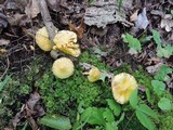 Suillus americanus image