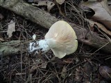 Clitopilus prunulus image