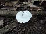 Clitopilus prunulus image