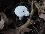 Clitopilus prunulus image